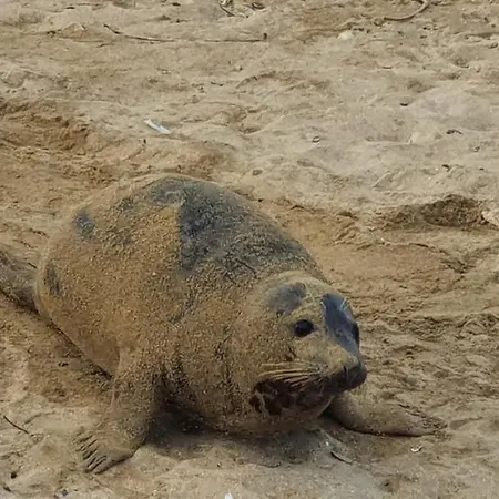 Racines Marines בית נופש